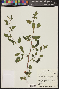 Bursera hindsiana image