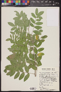 Dermatophyllum arizonicum image