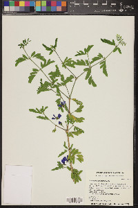 Guaiacum coulteri image