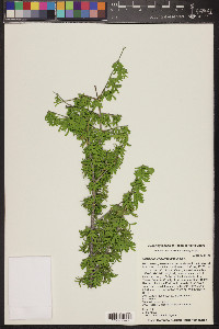 Guaiacum angustifolium image