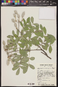 Dermatophyllum secundiflorum image