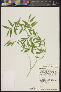 Vallesia glabra image