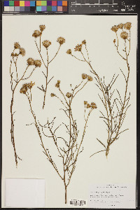 Senecio flaccidus image