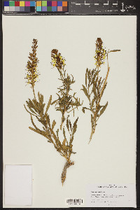 Stanleya pinnata image