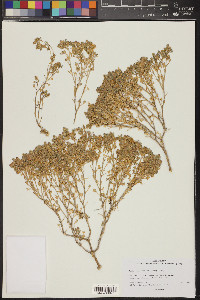 Psathyrotes ramosissima image