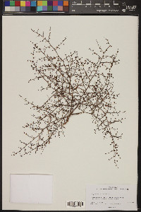 Eriogonum palmerianum image