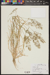 Eragrostis barrelieri image