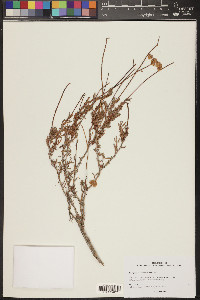 Eriogonum fasciculatum image