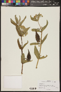 Asclepias erosa image