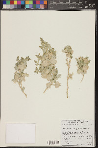 Atriplex hymenelytra image