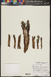 Orobanche cooperi image