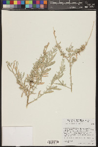 Atriplex canescens var. macilenta image