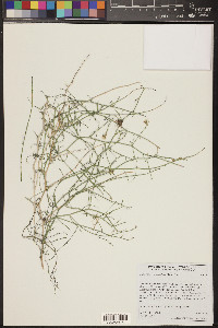 Stephanomeria pauciflora image