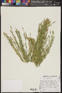 Oligomeris linifolia image