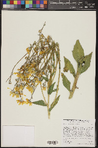 Geraea canescens image