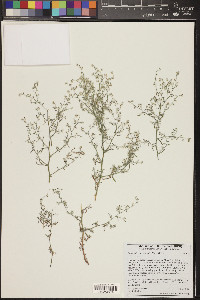 Johnstonella racemosa image