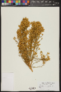 Ericameria paniculata image