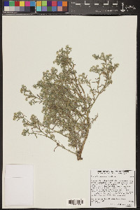 Johnstonella angustifolia image