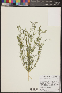 Oligomeris linifolia image