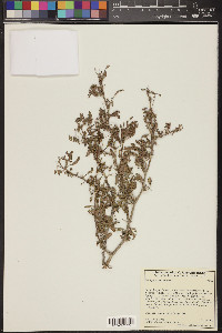 Prosopis pubescens image