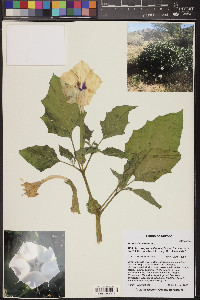 Datura discolor image