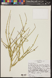 Ephedra californica image