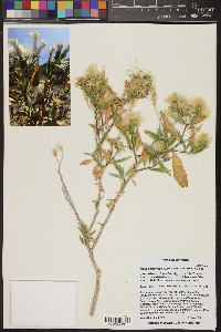 Trixis californica image