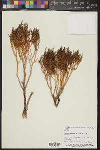 Ericameria teretifolia image