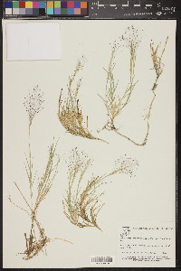 Muhlenbergia asperifolia image