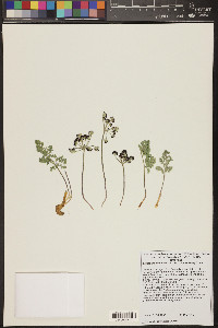 Lomatium mohavense image