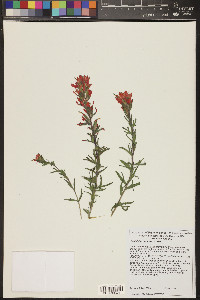 Castilleja chromosa image