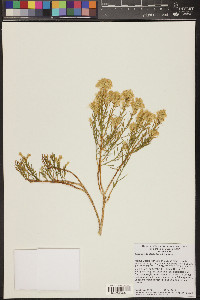 Ericameria teretifolia image