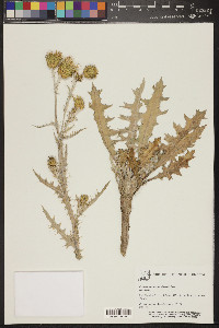 Cirsium mohavense image