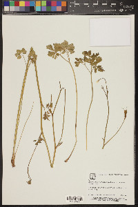 Aquilegia formosa image