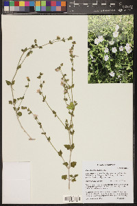 Mirabilis laevis var. villosa image