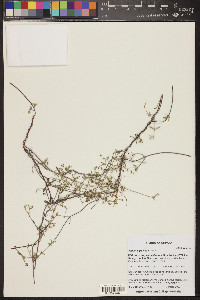 Cottsia gracilis image