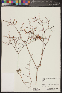 Eriogonum deflexum image