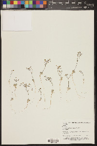 Eriogonum pusillum image