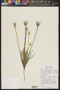 Uropappus lindleyi image