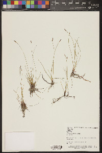 Eleocharis parishii image