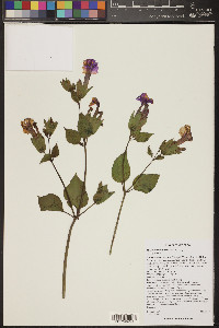 Mirabilis multiflora image