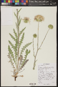 Cirsium neomexicanum image