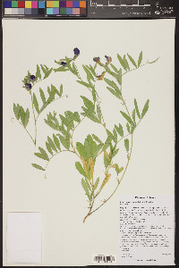 Lathyrus eucosmus image