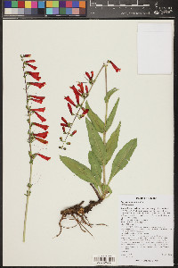 Penstemon eatonii image