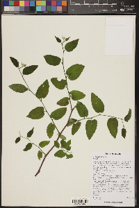 Celtis reticulata image