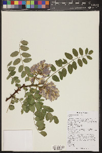 Robinia neomexicana image