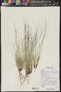 Aristida purpurea var. longiseta image