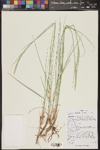 Pascopyrum smithii image