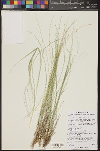 Hesperostipa neomexicana image