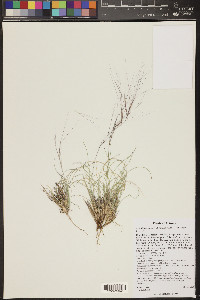 Aristida purpurea var. longiseta image